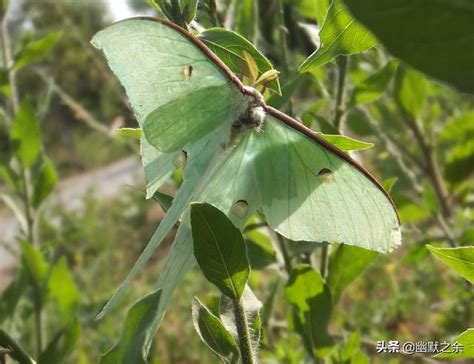 一隻飛蛾象徵|探討風水中的飛蛾象徵及其意義【飛蛾風水】 – 香港 算命師傅